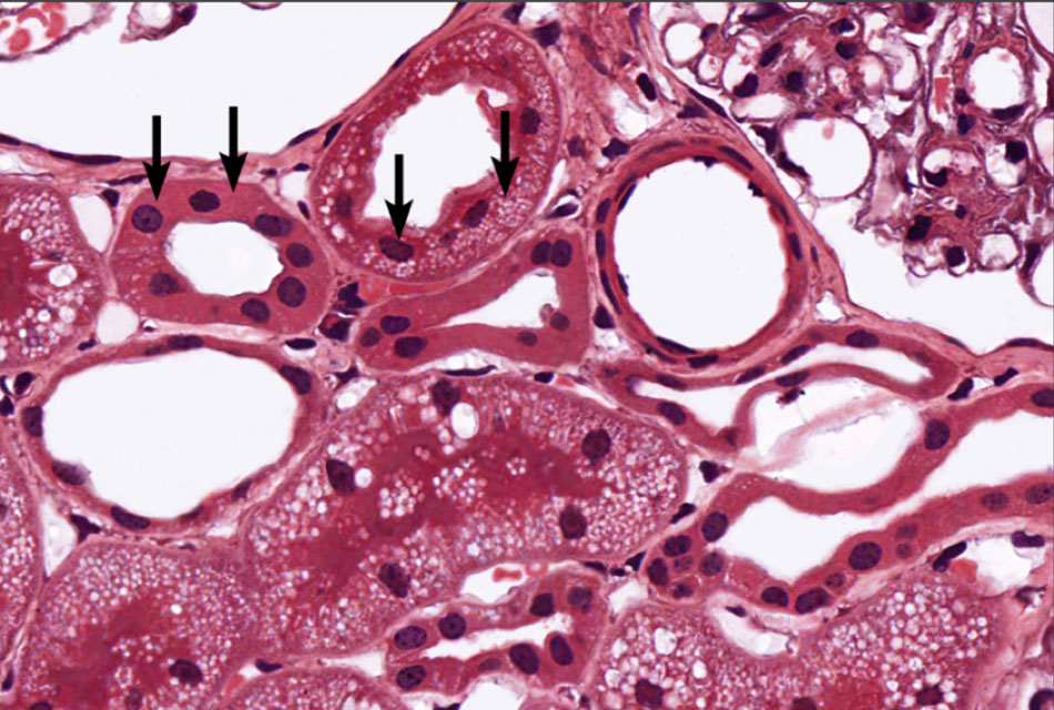 Epithelial Tissue